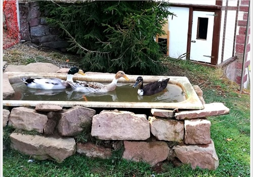 Unsere Enten beim Baden