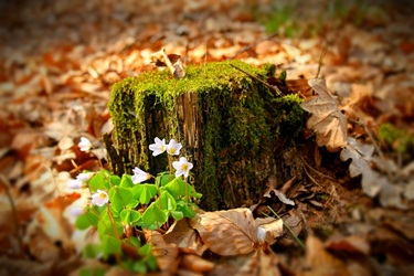 Natur genießen